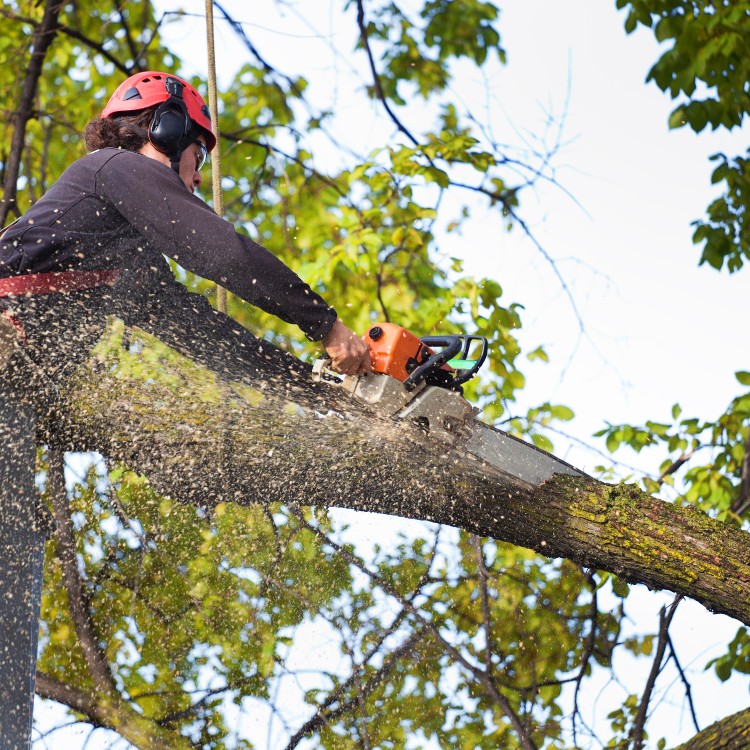 Tree care and landscaping in Fort Washington, MD