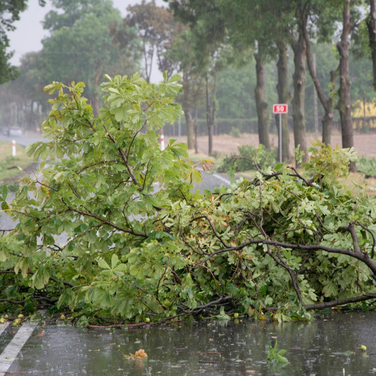 Tree care and landscaping in Fort Washington, MD