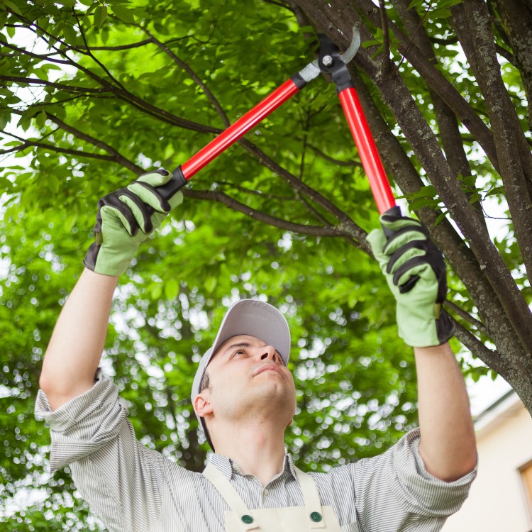 Tree care and landscaping in Fort Washington, MD