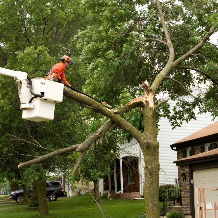 Tree care and landscaping in Fort Washington, MD