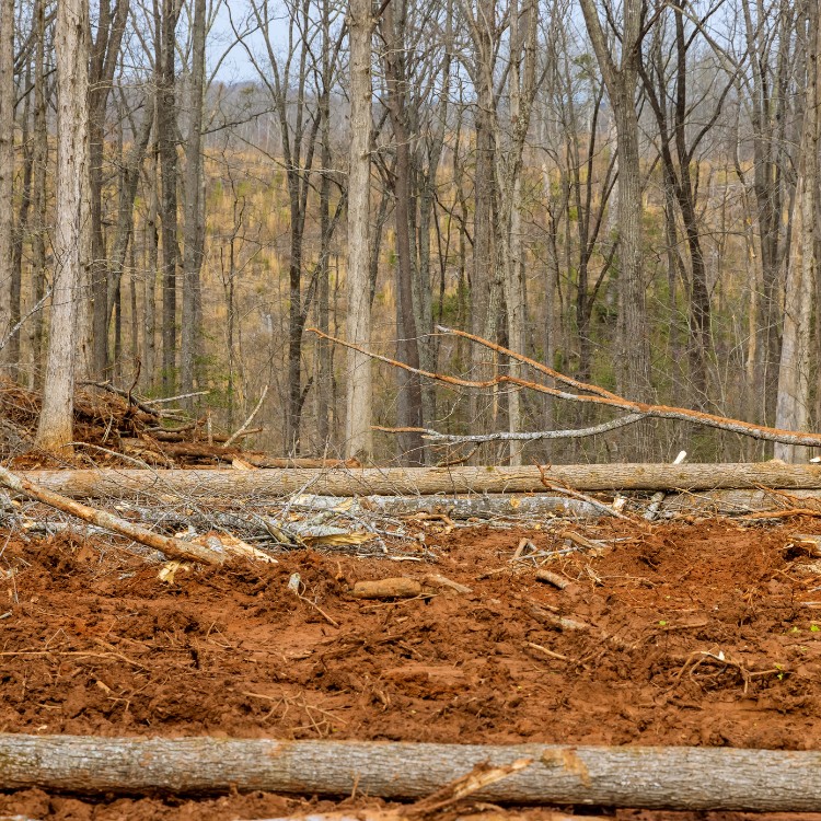 Tree care and landscaping in Fort Washington, MD