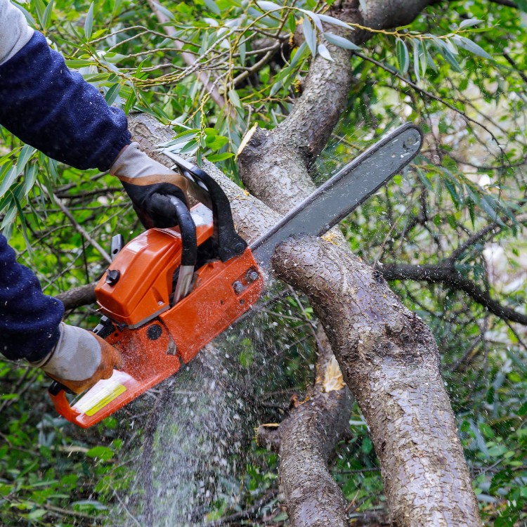 Tree care and landscaping in Fort Washington, MD