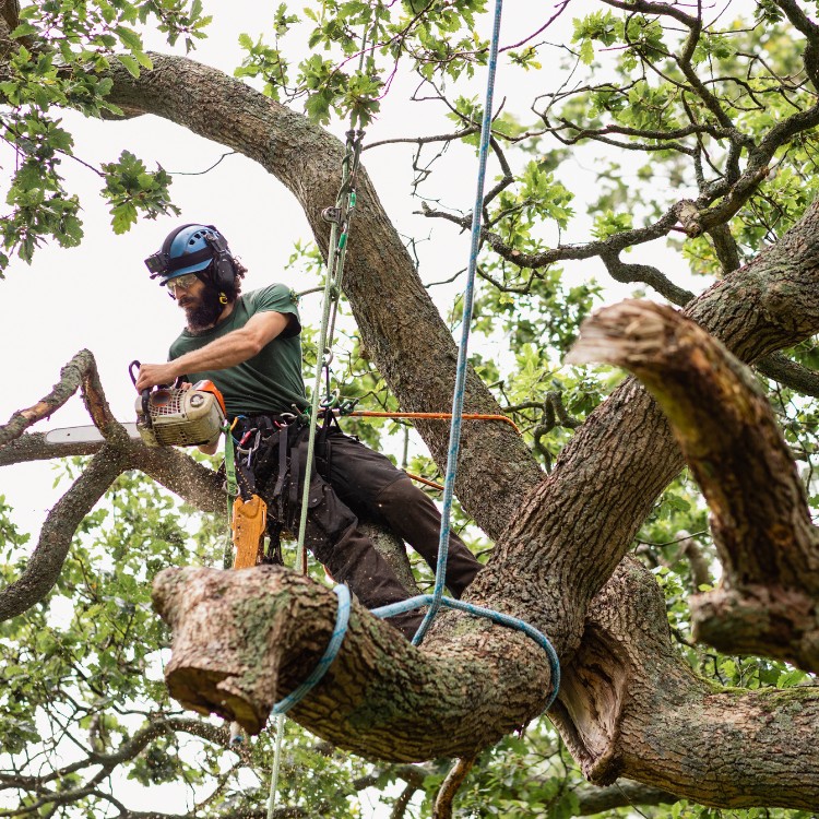 Tree care and landscaping in Fort Washington, MD