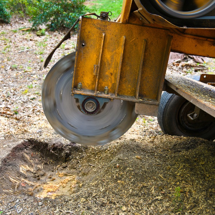 Tree care and landscaping in Fort Washington, MD